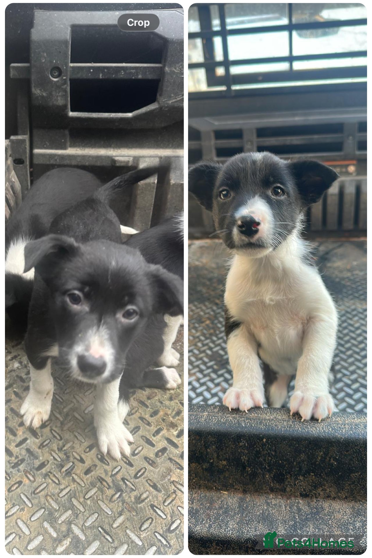 Border Collie dogs 10 gorgeous puppies for sale - Advert 4