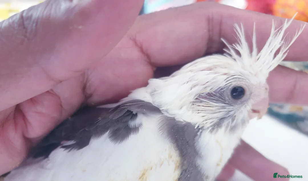 Cockatiels birds for sale:  hand reared baby cockatiels, new available Now* - Advert 11