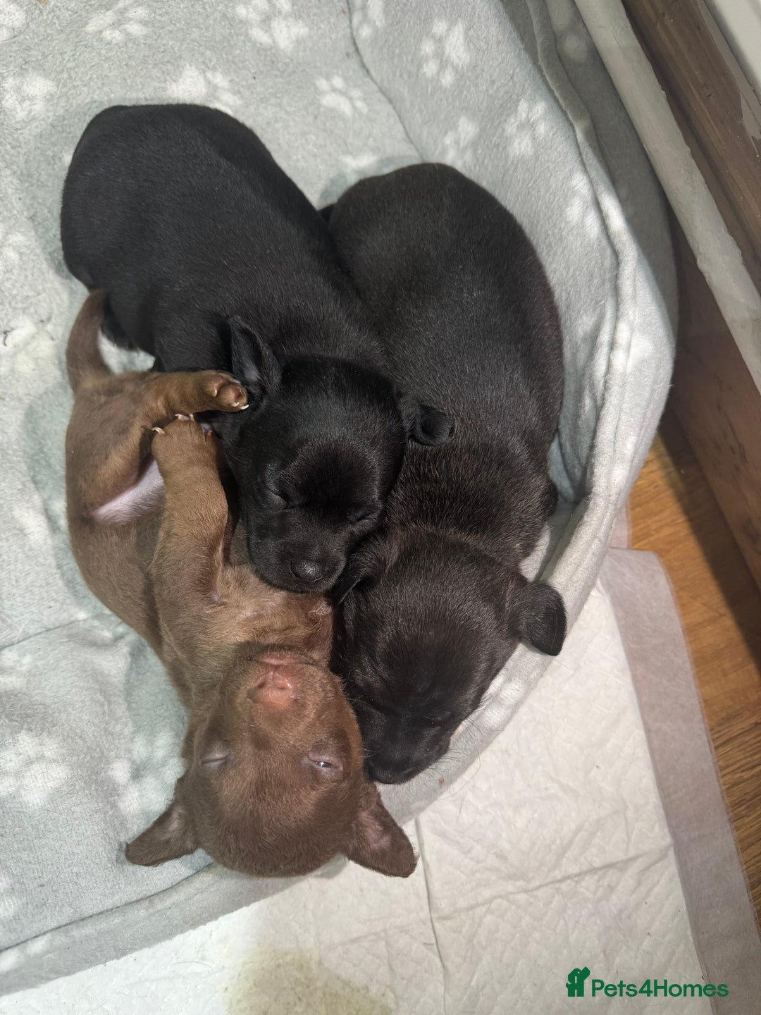 Patterjack dogs for sale: 🐶✨ Patterjack Puppies Ready Soon! ✨🐶 - Image 4
