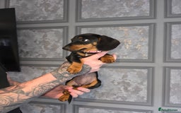 Miniature Dachshund dogs for sale: Miniature dachshund  - Image 4