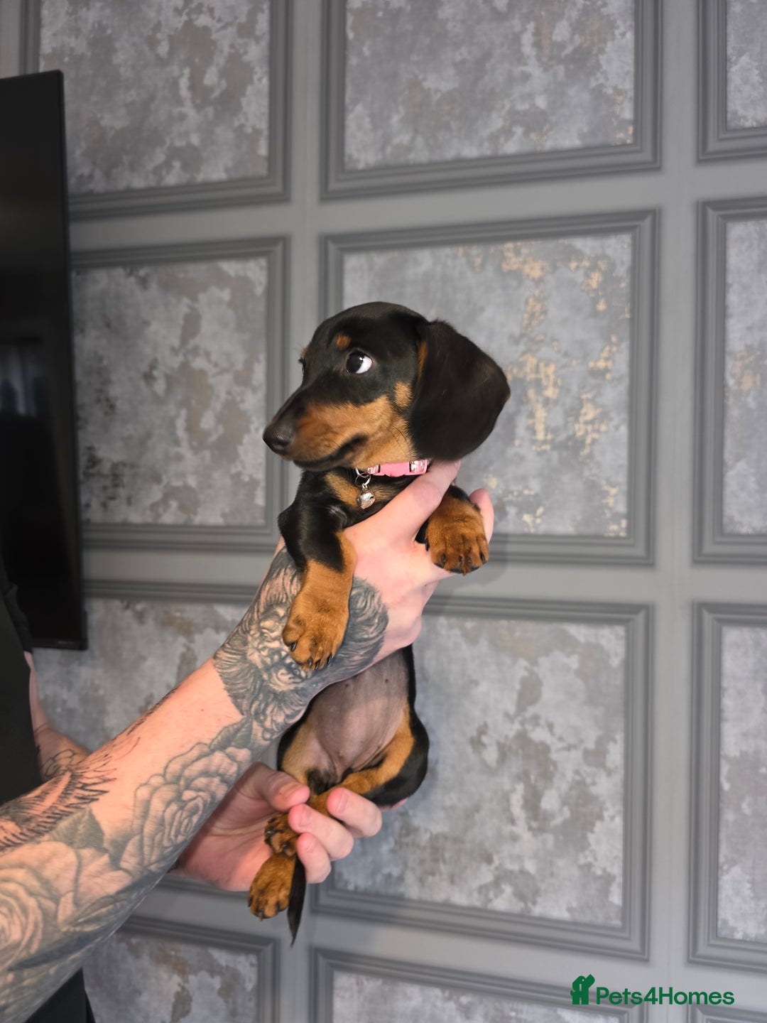 Miniature Dachshund dogs for sale: Miniature dachshund  - Image 4