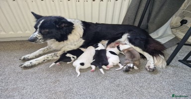 Mixed Breed dogs - Advert 2