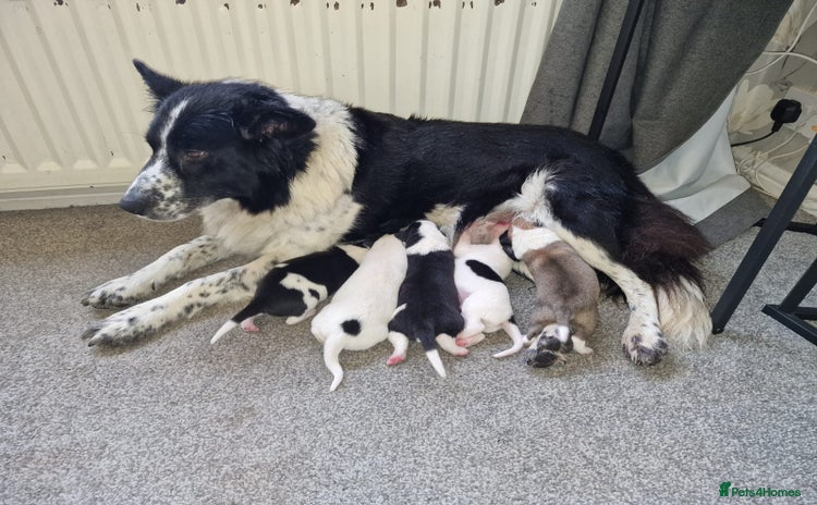Mixed Breed dogs - Advert 1