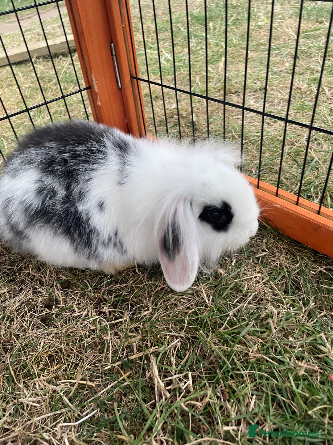 Mini Lop rabbits for sale: Beautiful Mini Lop Babies - Image 16