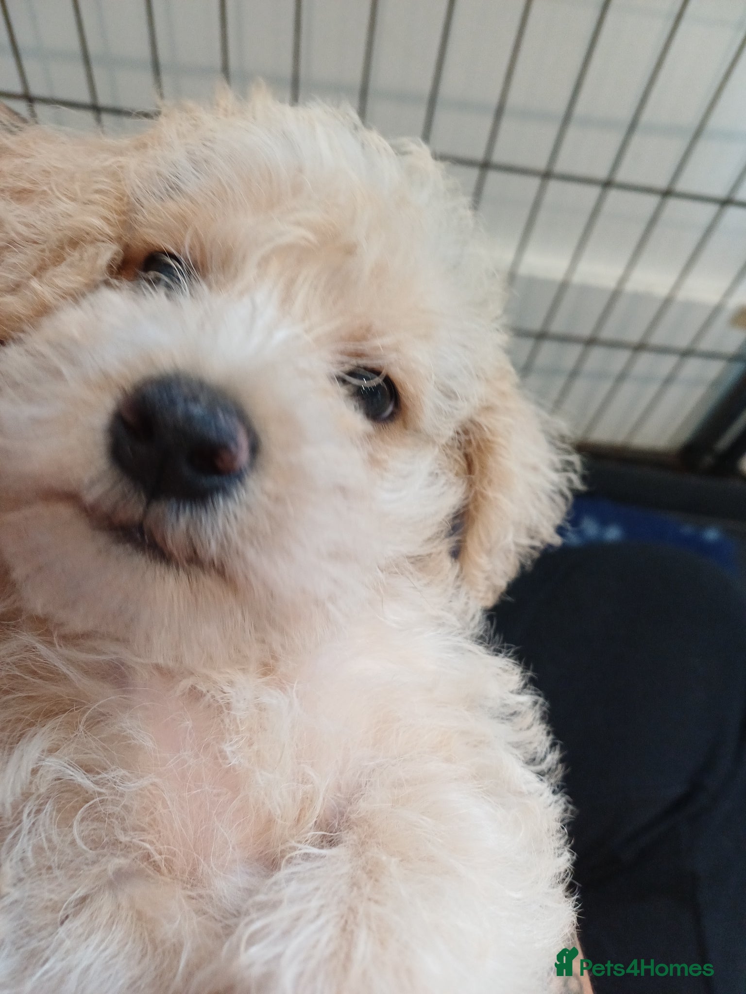Schnoodle dogs for sale: Schnoodles 2x boy and 1x girl  in Bury Saint Edmunds - Advert 6