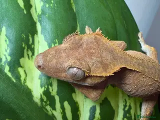 Gecko reptiles Various Crested Gecko Lot - Advert 1