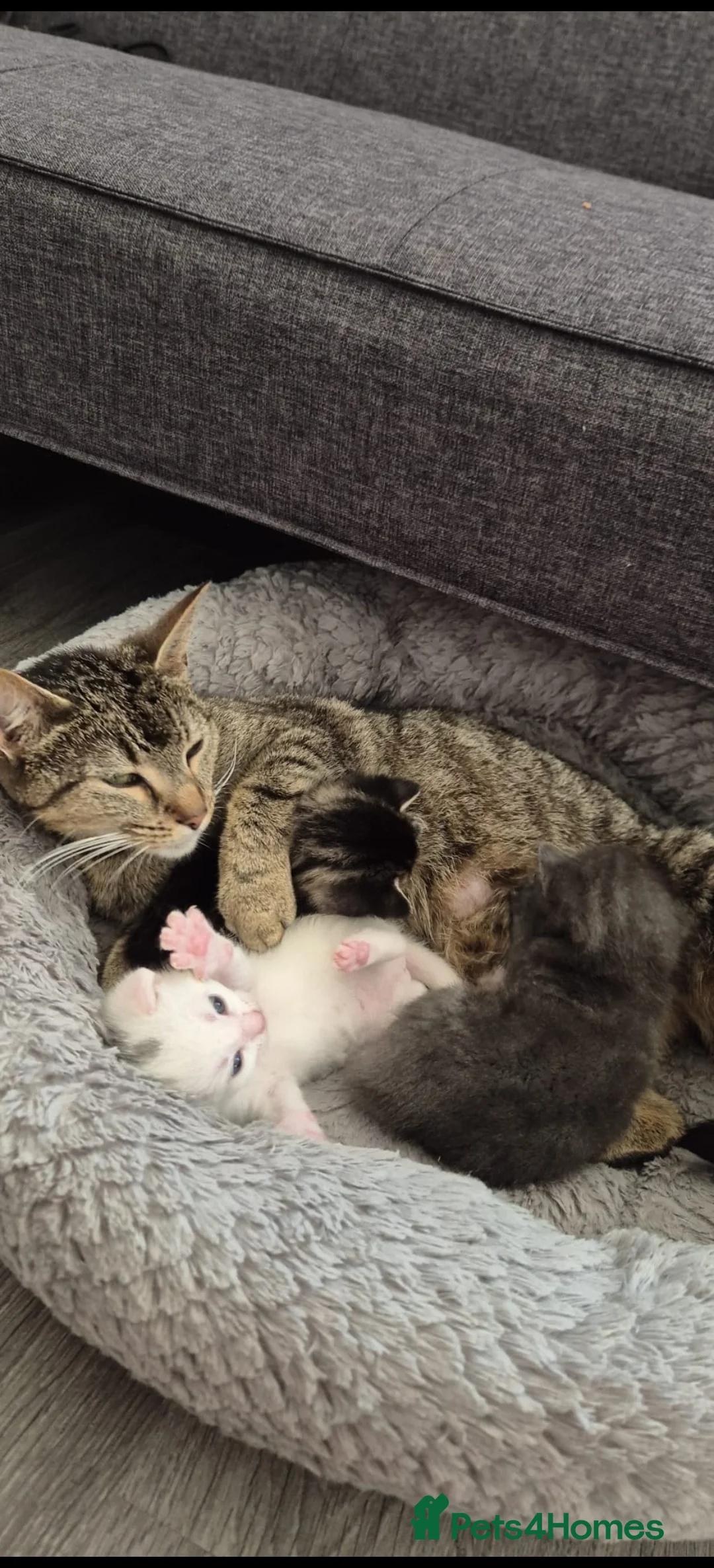 British Shorthair cats for sale: Grey tabby & white kittens available from 2nd July - Advert 2