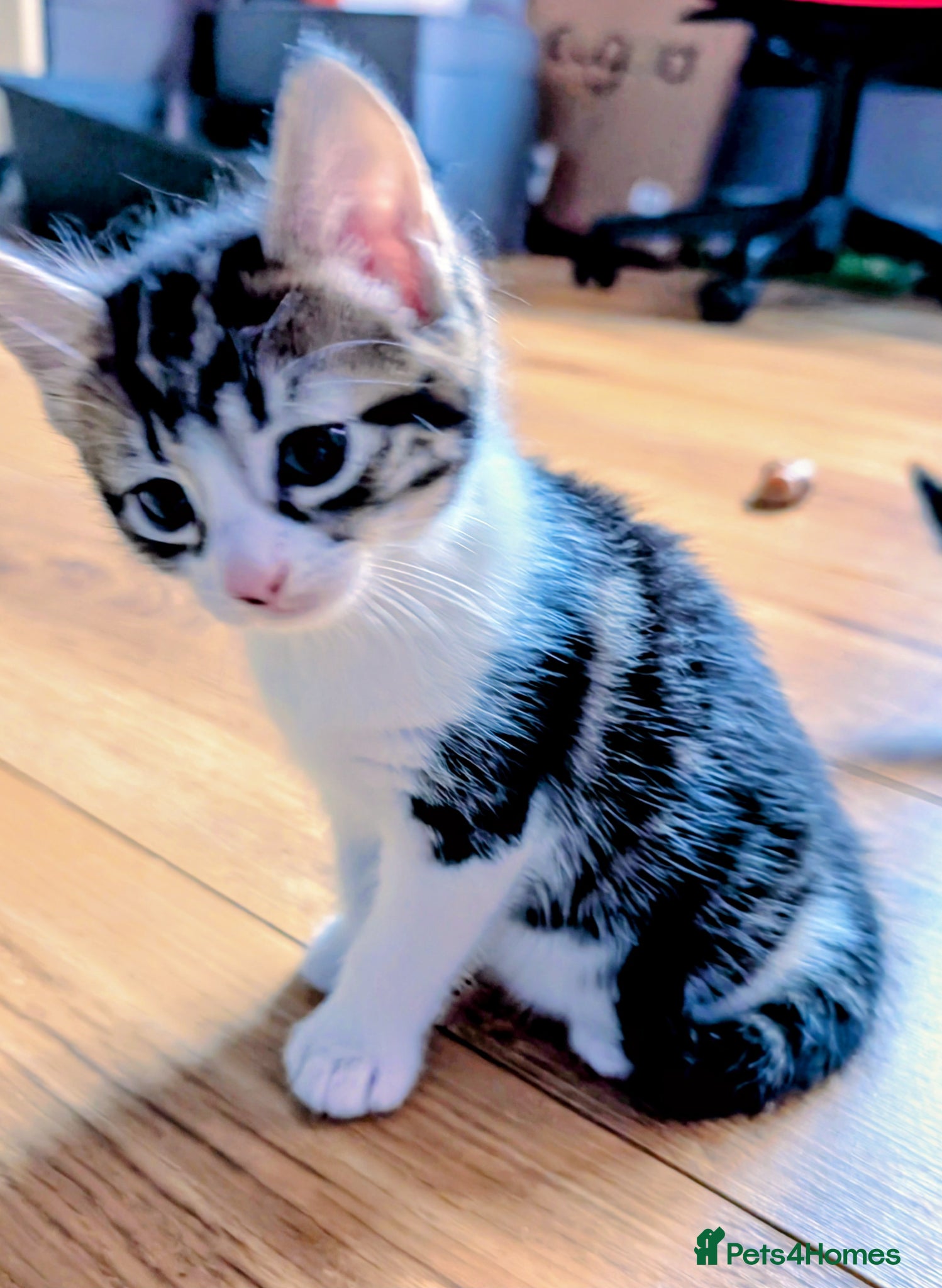 Mixed Breed cats Kittens looking for a  loving home! - Advert 4