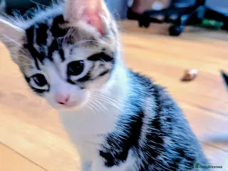 Mixed Breed cats Kittens looking for a loving home! - Advert 1