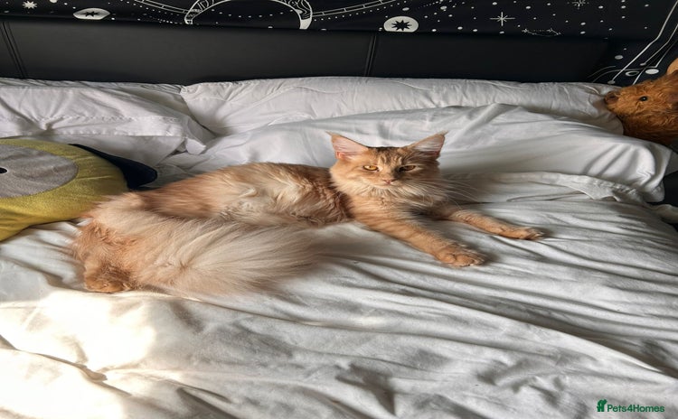 Maine Coon cats Full Maine Coon Kitten  - Advert 7