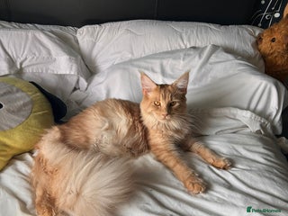 Maine Coon cats Full Maine Coon Kitten - Advert 16