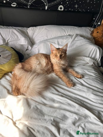 Maine Coon cats Full Maine Coon Kitten - Advert 1