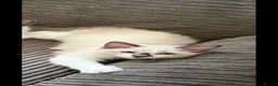 Ragdoll cats for sale: Ragdoll kittens ready to leave - Advert 3