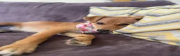 Mixed Breed dogs for adoption: Tranquil Trudie - Advert 12