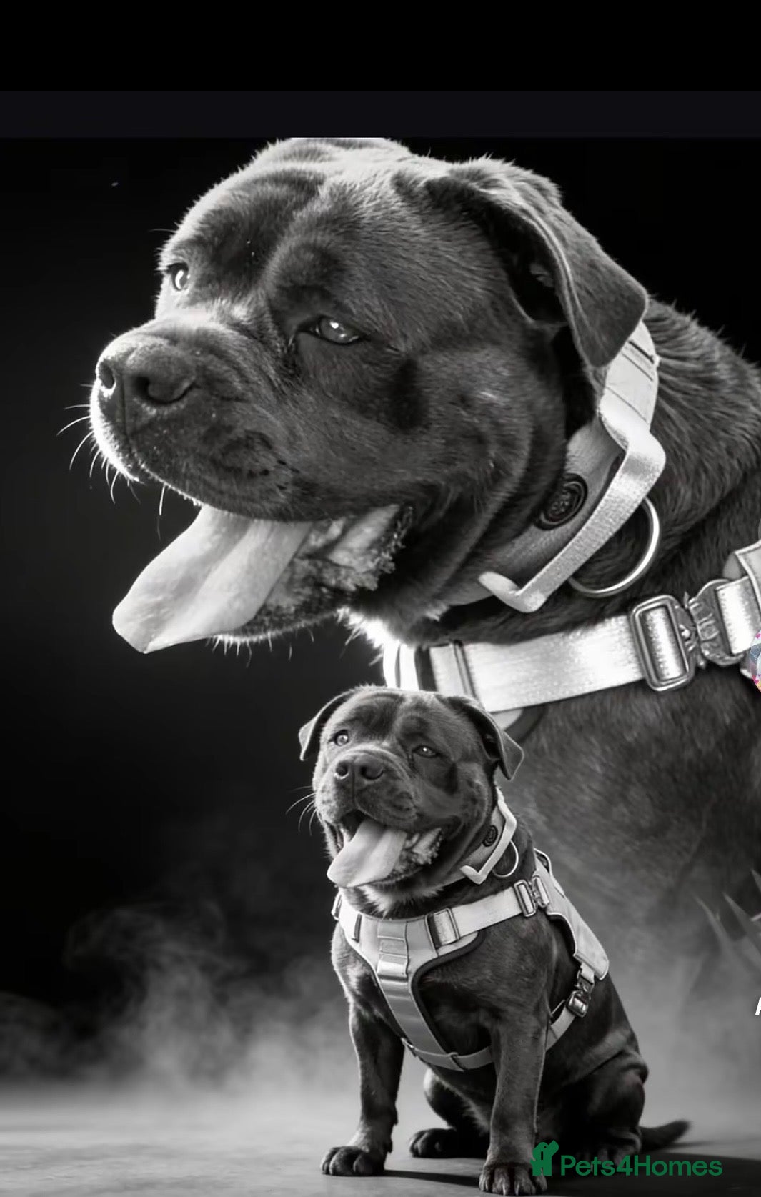 Cane Corso dogs for sale: Cane corso puppies  - Advert 1