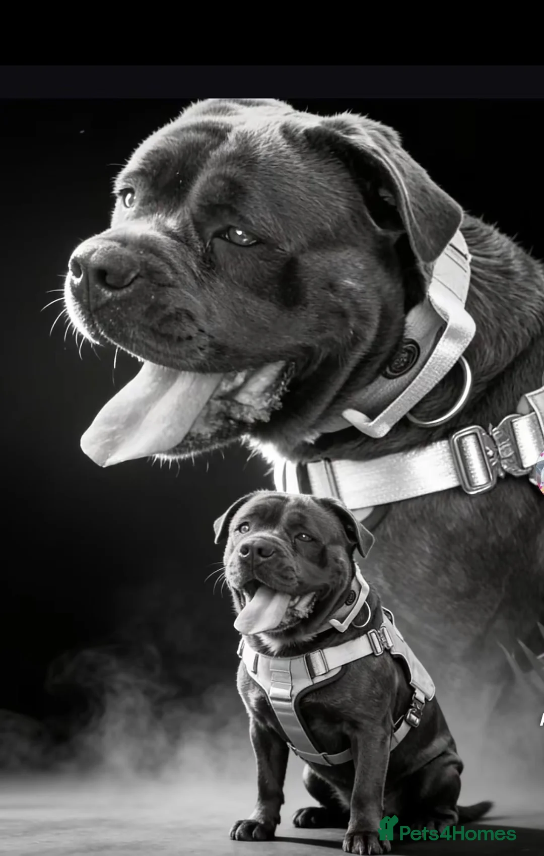 Cane Corso dogs for sale: Cane corso puppies  - Advert 1