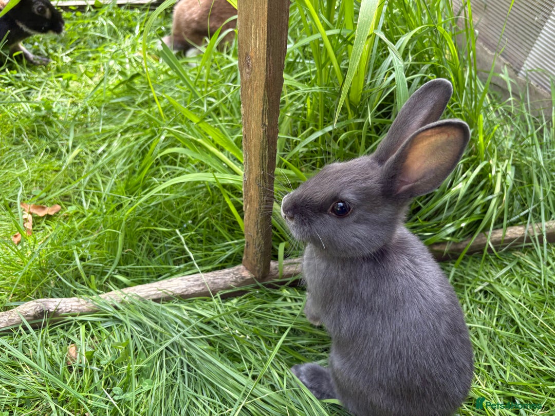 Mixed Breed rabbits for sale: Rex-lop cross bunnies only 3 left - Image 2