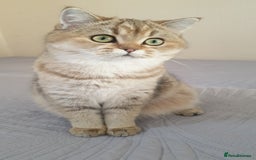 Scottish Fold cats for sale: Scottish Straight Female - Image 5