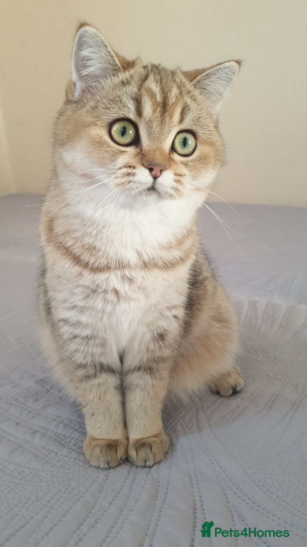 Scottish Fold cats for sale: Scottish Straight Female - Image 5
