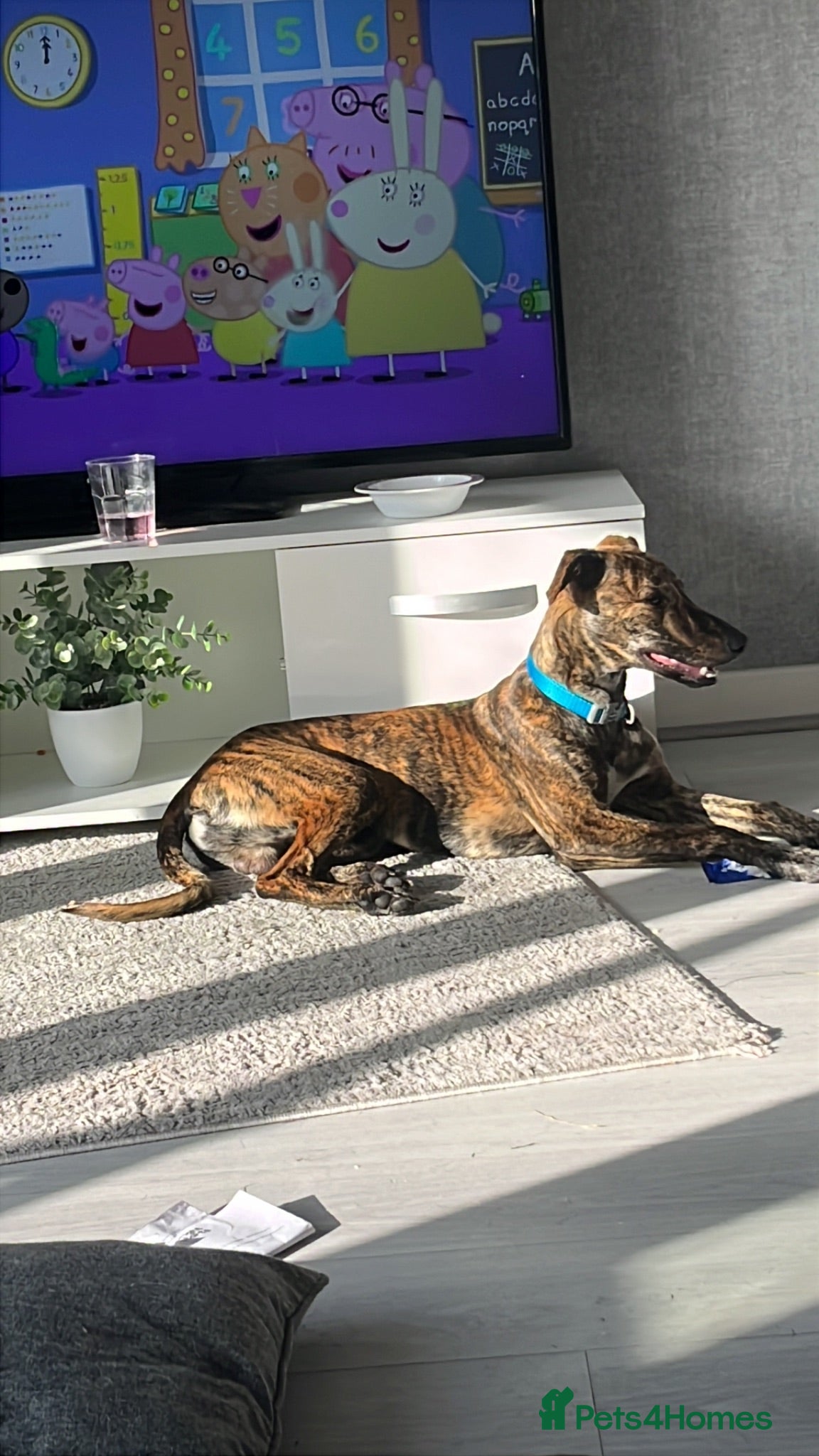 Whippet dogs Whippet  - Advert 14