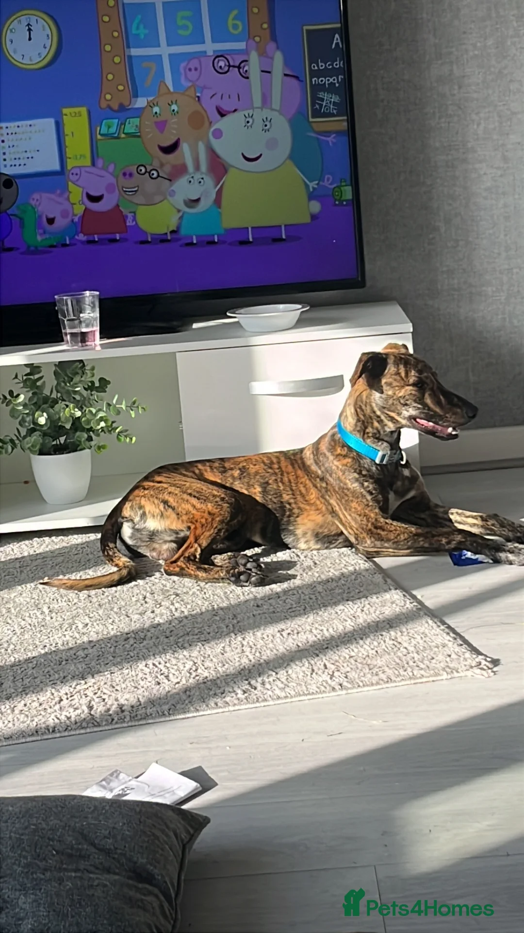 Whippet dogs for sale: Whippet  - Advert 1