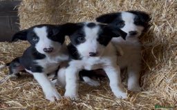 Border Collie dogs for sale: Border collie puppies  - Image 1