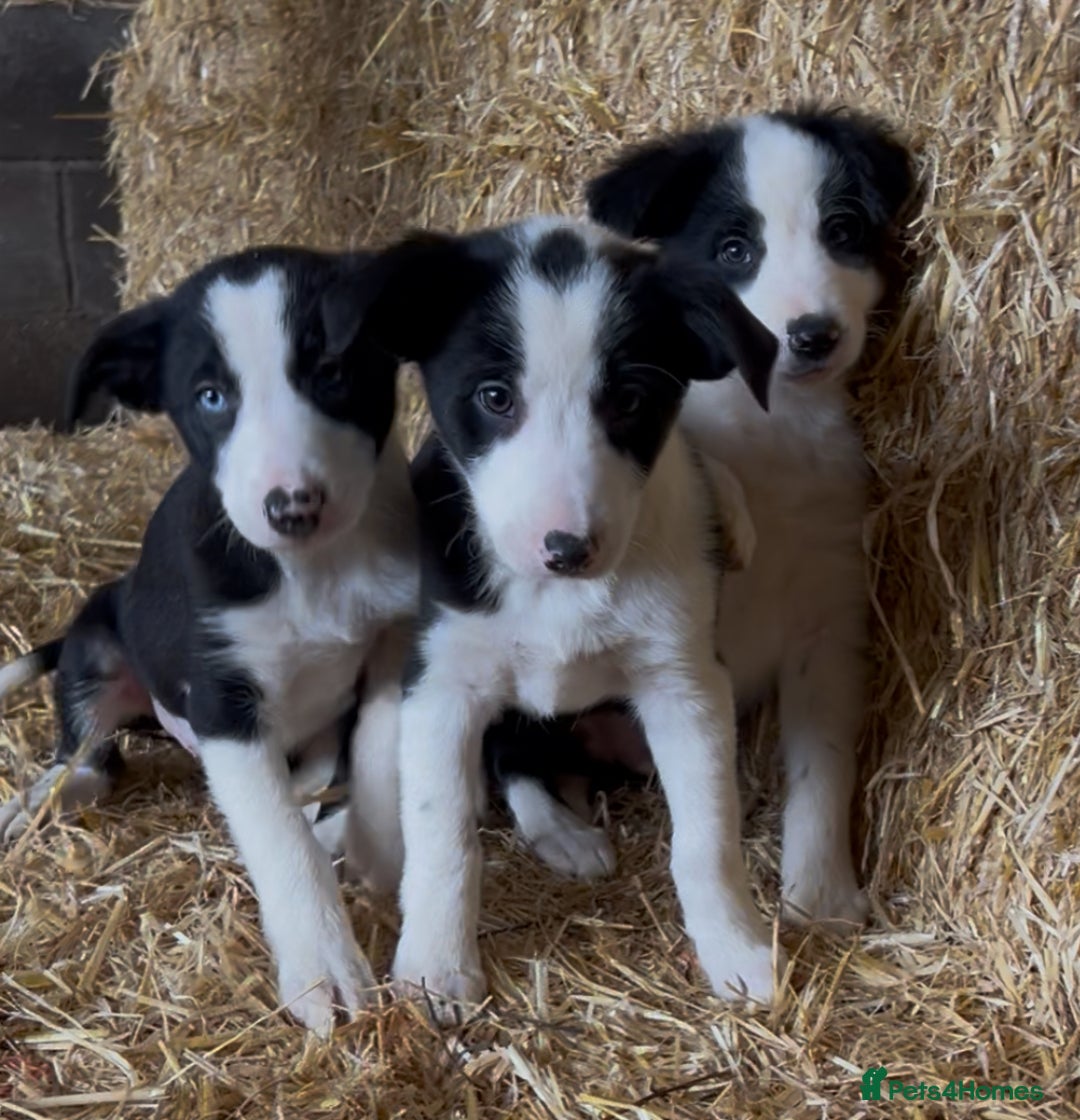 Border Collie dogs for sale: Border collie puppies  - Image 1