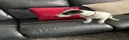Mixed Breed dogs for sale: Lovely 8 month male Italian Greyhound x Terrier - Advert 6