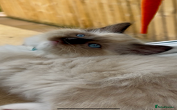 Ragdoll cats for sale: GCCF Registered. Grand Champion Bloodlines. - Image 14