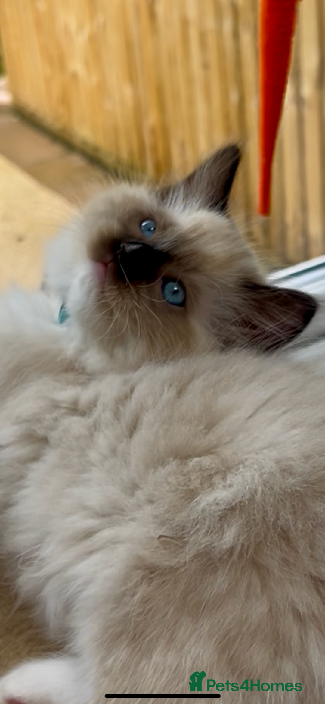 Ragdoll cats for sale: GCCF Registered. Grand Champion Bloodlines. - Image 14