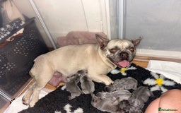 French Bulldog dogs for sale: French bulldog pups  - Image 10