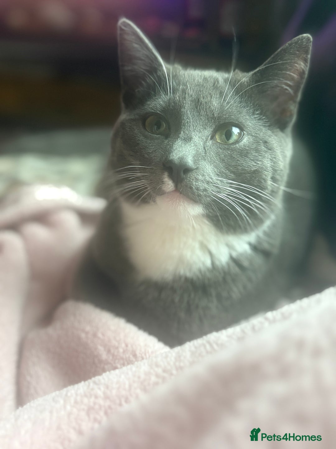 Mixed Breed cats for sale: Lovely Cat Cliff Needs Rehoming - Advert 7