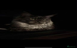 Maine Coon cats for sale: Blue smoke boy neuted - Image 2