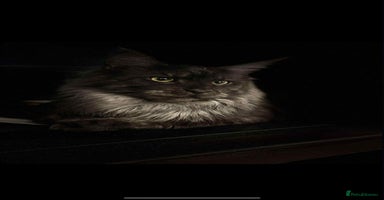 Maine Coon cats - Advert 3