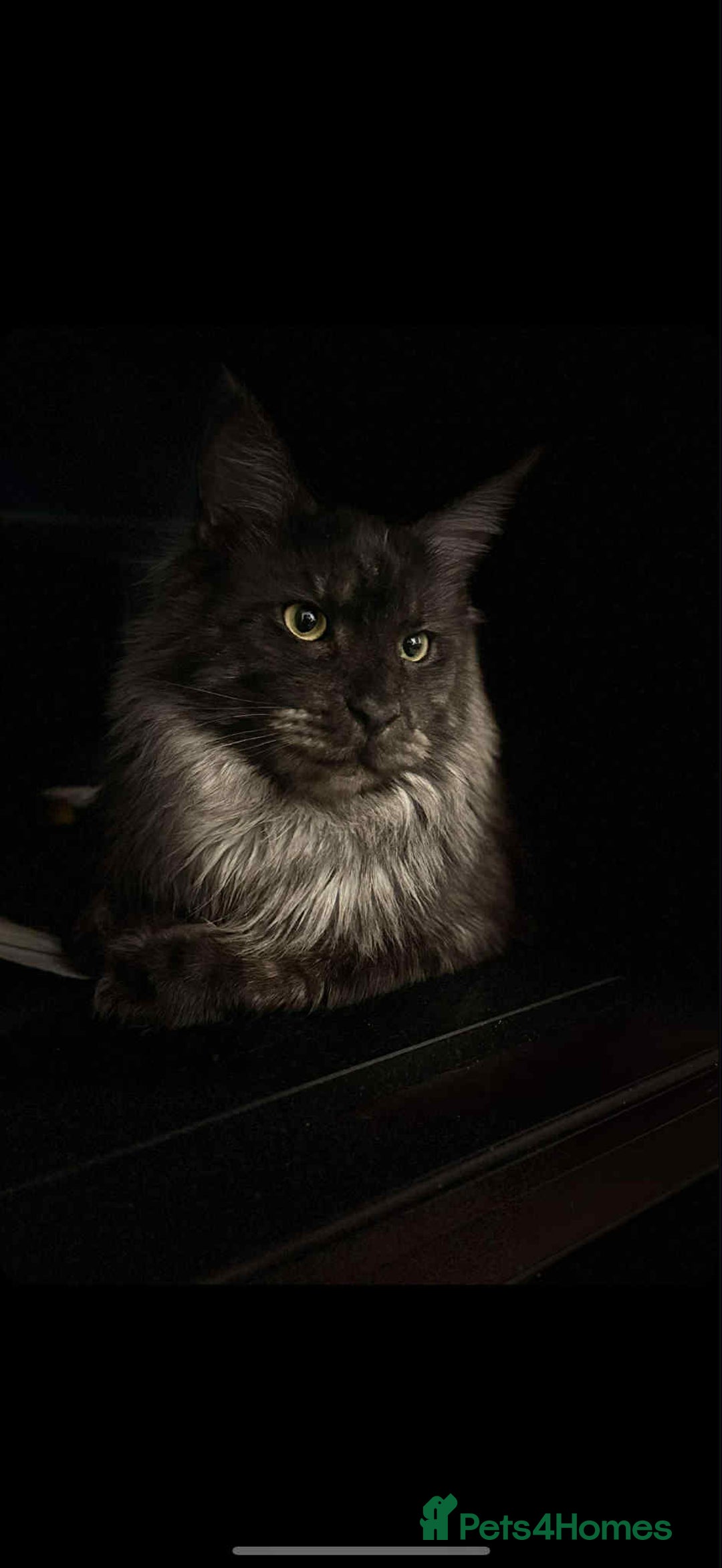 Maine Coon cats for sale: Blue smoke boy neuted - Image 2