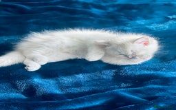 Ragdoll cats for sale: Ragdoll kitten for sale - Image 1