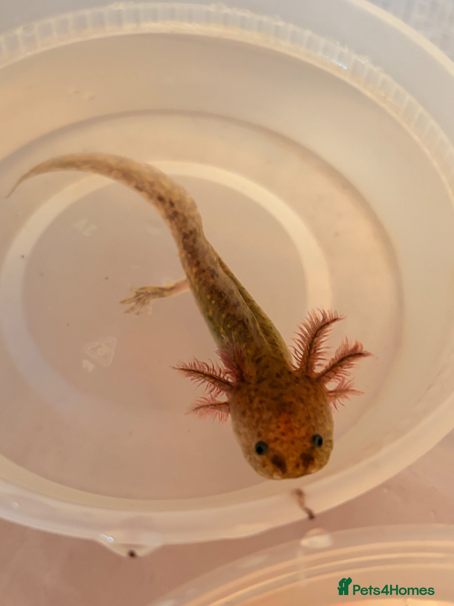 Axolotl reptiles Baby Axolotol’s  - Advert 2