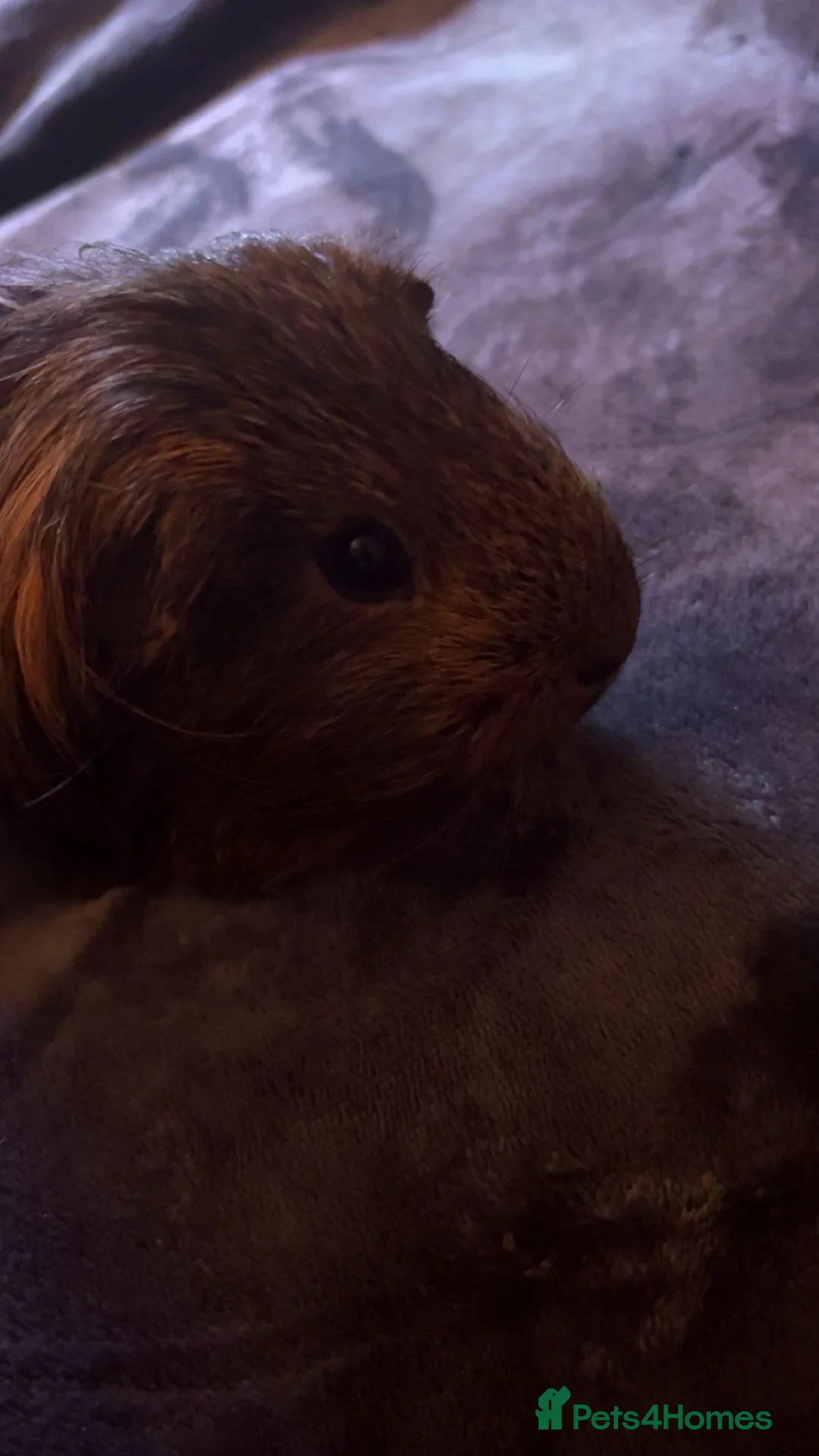 Guinea Pig rodents for sale: Guinea pigs for sale  - Advert 2