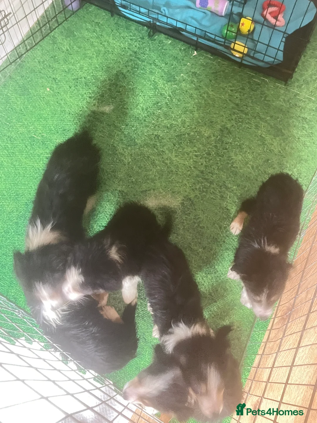 Border Collie dogs for sale: 6 beautiful tri border collie pups for sale  - Advert 7