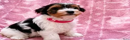 Biewer Terrier dogs for sale: Biewer Yorkshire Terrier Puppies 2 Girls, 2 Boys  - Advert 12