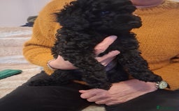 Cavapoo dogs for sale: Black cavapoo puppy  - Advert 4