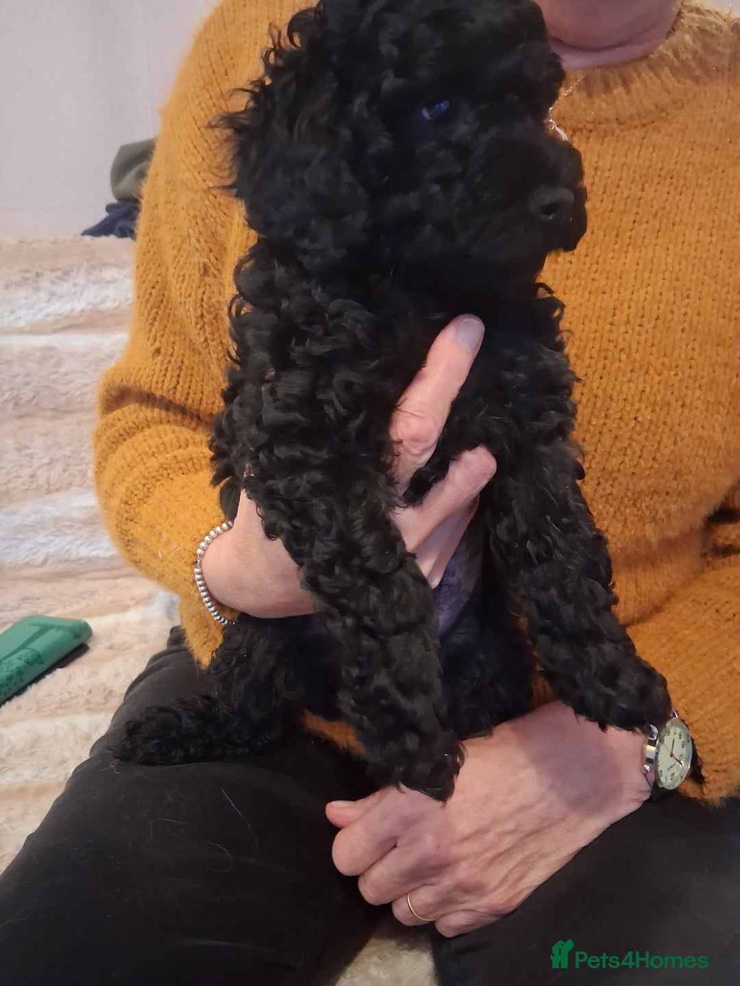 Cavapoo dogs for sale: Black cavapoo puppy  - Advert 4