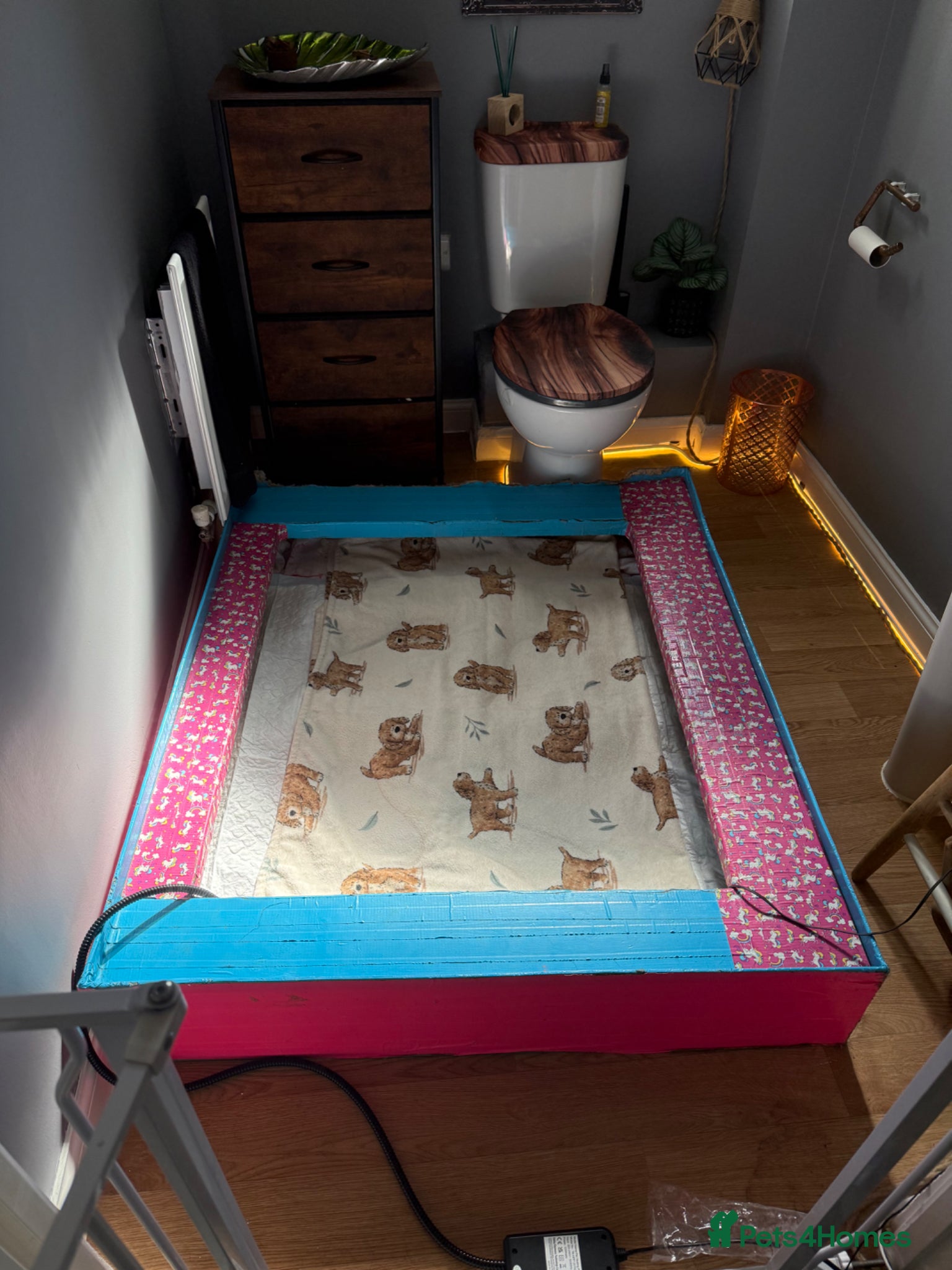 Cavapoo dogs Puppies DUE approx 4th April  - Advert 14