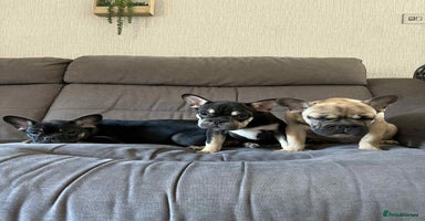 French Bulldog dogs - Advert 15