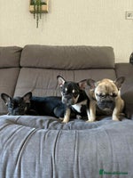 French Bulldog dogs - Advert 15
