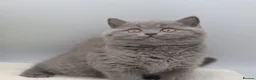British Shorthair cats for sale: PEDIGREE REGISTERED CHUNKY BRITISH SHORTHAIRS - Advert 5