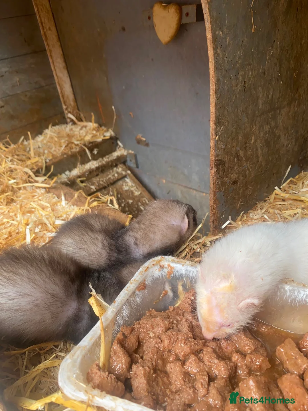 Ferret rodents for sale: Ferrets for ssle - Advert 2