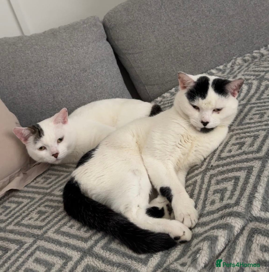 Mixed Breed cats for adoption: Bonded brothers need a home to share for life - Advert 2