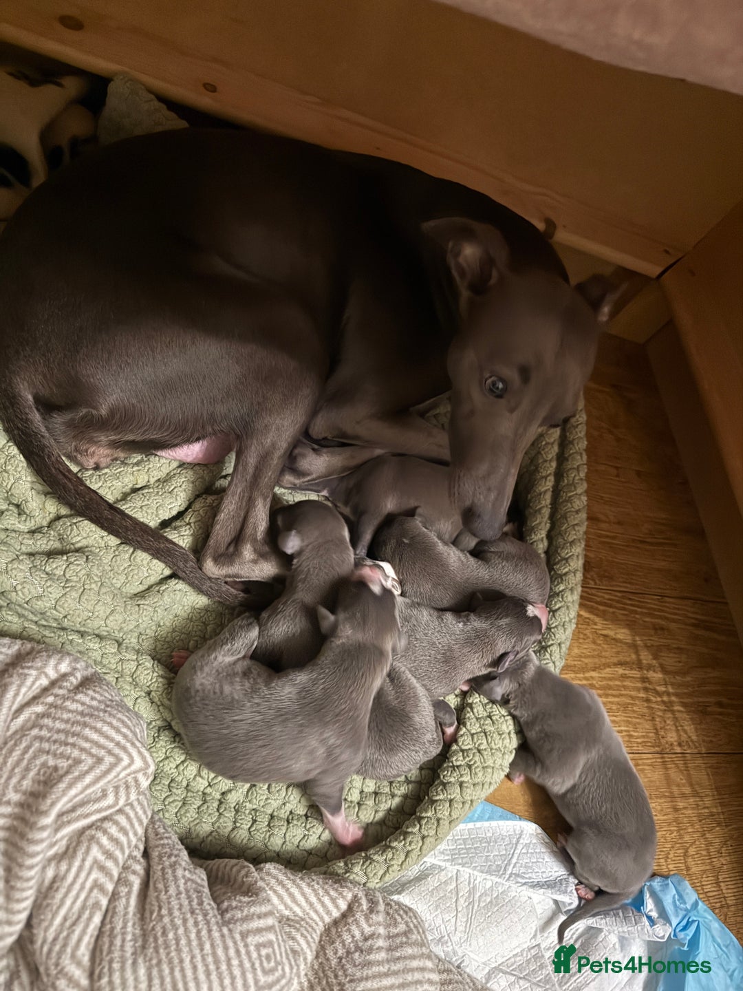 Whippet dogs for sale: Blue whippet pups for sale  - Image 2