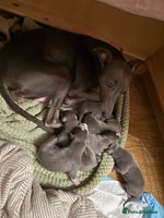 Whippet dogs - Advert 4